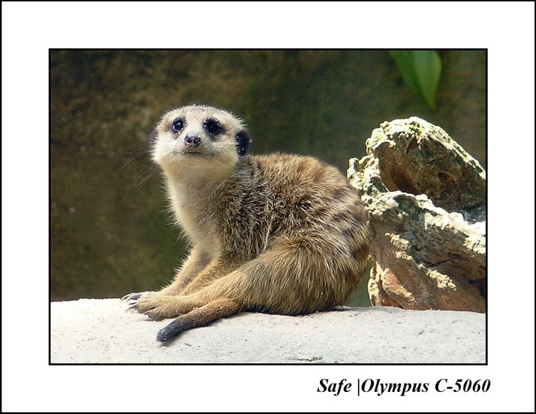 2005 - 06 - Zoo 038.JPG